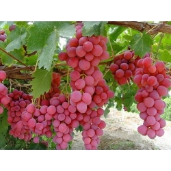 PEMBE GEMRE ÜZÜMÜ PEMBE GEMRE ÜZÜMÜ